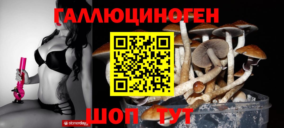 Галлюциногенные грибы Psilocybine cubensis Курчатов
